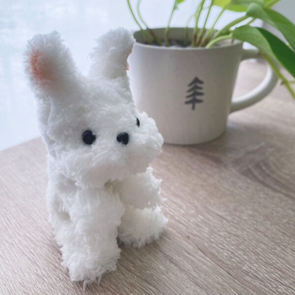 An Adorable Bunny